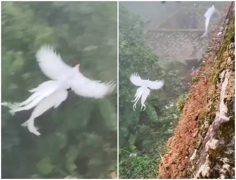 他登山偶遇「白凤凰」 飘逸身姿美到让人赞叹! - 大千杂闻 - 倍可亲