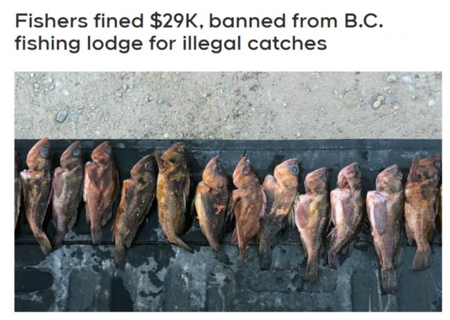 大温华人非法钓鱼，罚款$29000外加两年禁令