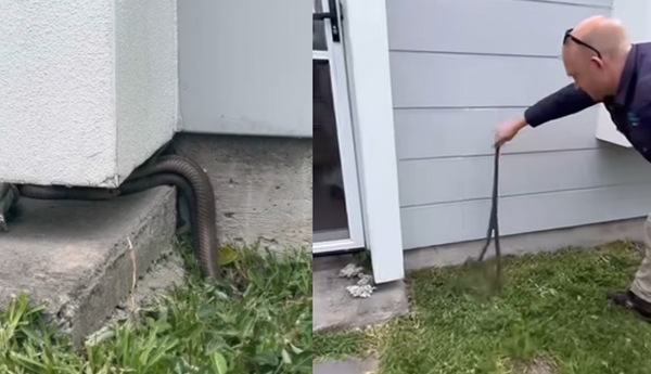 視頻爆火：世界第二毒的蛇在家門口交配 結果…