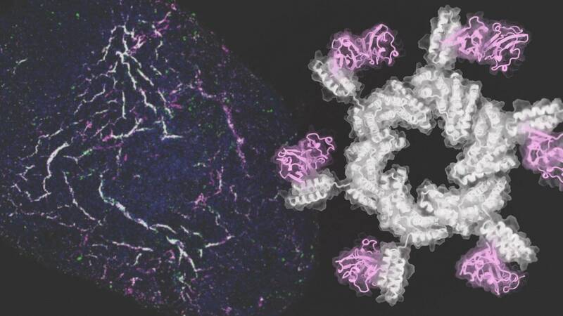 科學突破！電腦設計蛋白質引導血管再生