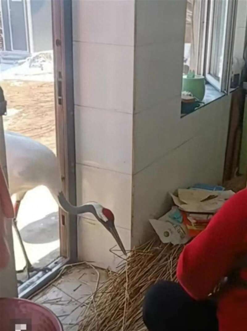 There are more and more wild animals, and red-crowned cranes break into villagers’ homes to “beg for fish to eat” – Mainland News – Beike