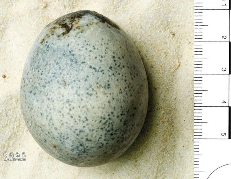 这颗蛋存放1700年仍完好无损 里面还有液体