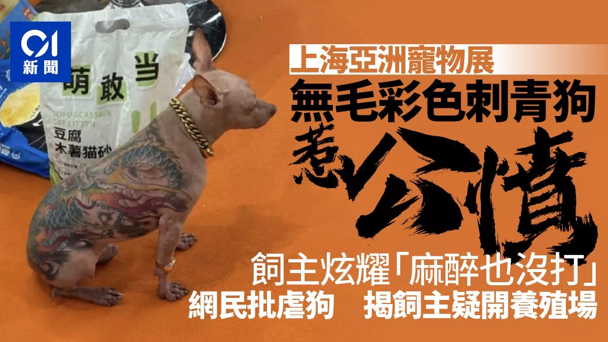 上海宠物展彩色刺青狗惹公愤 主人还炫耀没打麻醉