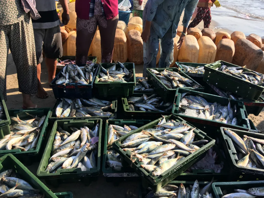 魚被捕撈到死亡的20分鐘里，經歷的痛苦難以想象