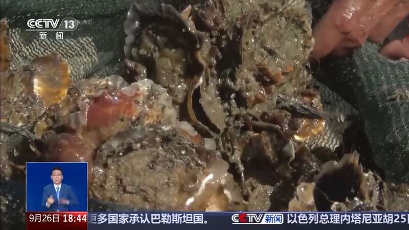台风过后海滩上出现的“海鲜大礼”能吃吗?