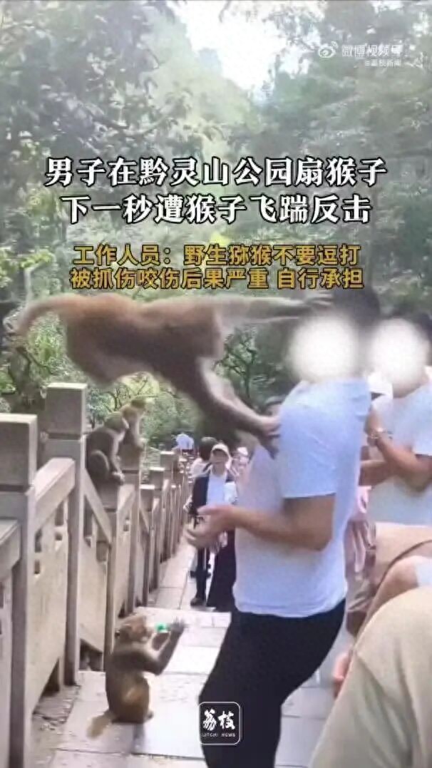 男子在黔灵山扇打猴子脸 下一秒遭飞踹反击