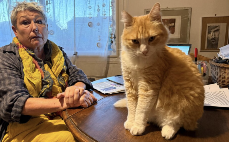 橘貓翻牆被告主人賠1250歐元 法國史上最貴貓出行