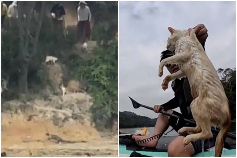 中国水库放生野猫「行善」 猫只吓到跳水溺毙