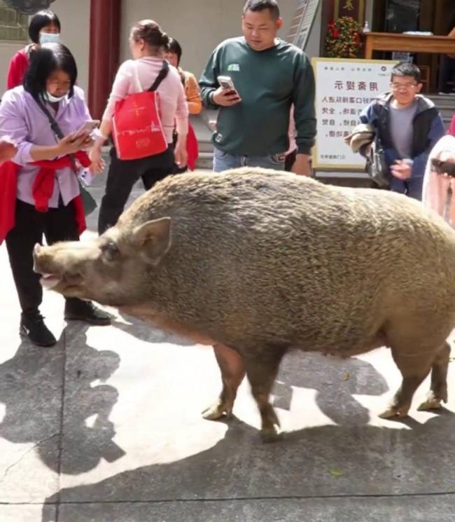 出家观音寺？ 150KG“猪五妹”爆红