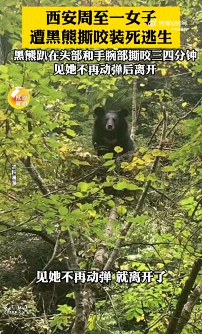 女子遭黑熊撕咬装死 黑熊撕咬三四分钟离开