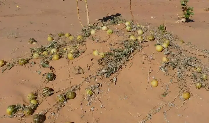 為什麼沙漠里的西瓜，再渴也不能吃？