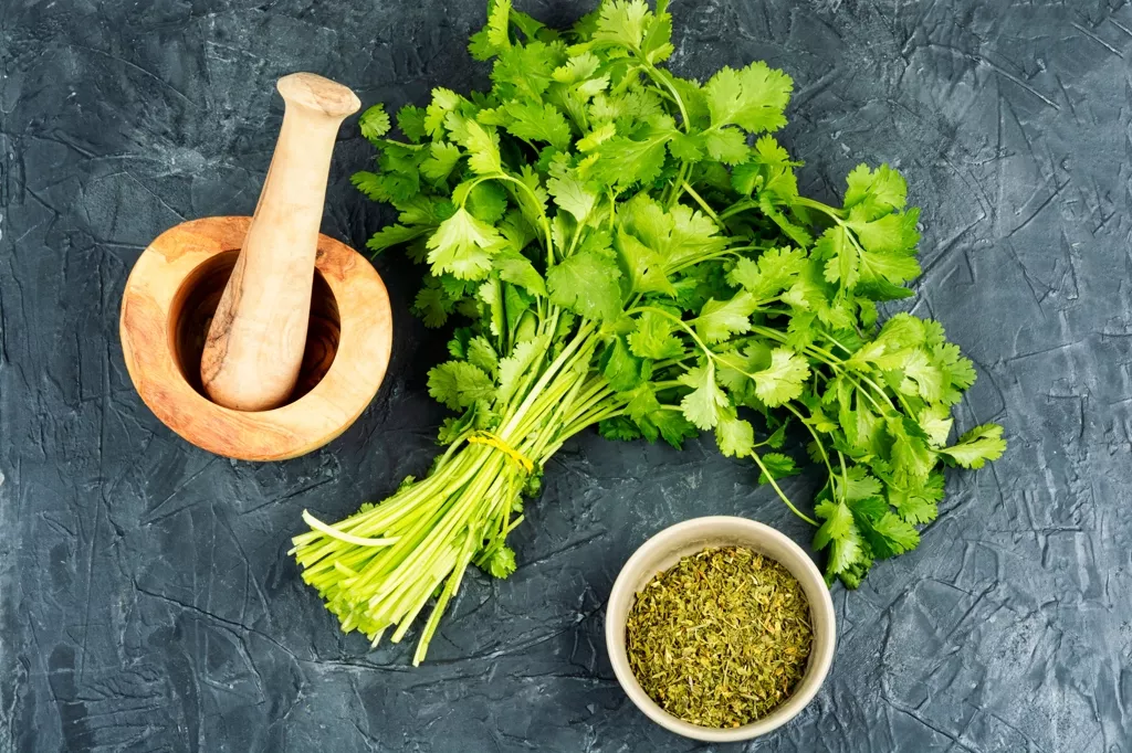 新研究揭密為何「突然愛上香菜」 竟然因為老了？