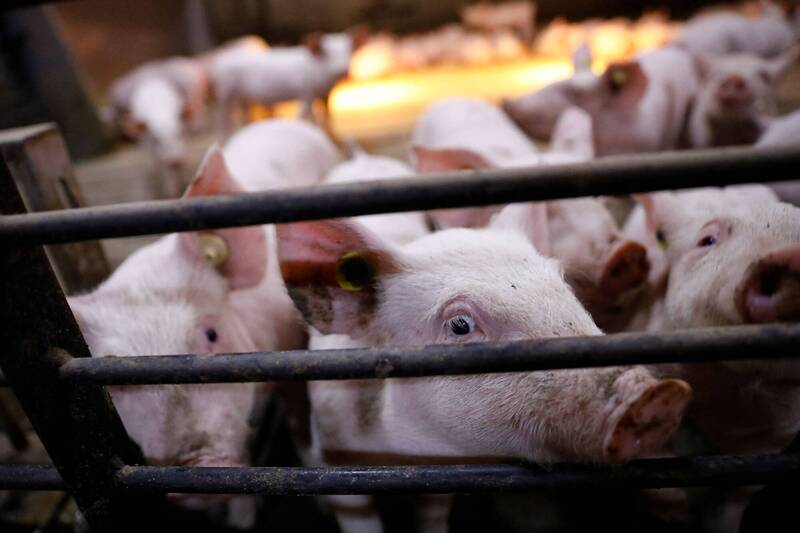 中國豬肉崩盤 還有新病毒流竄