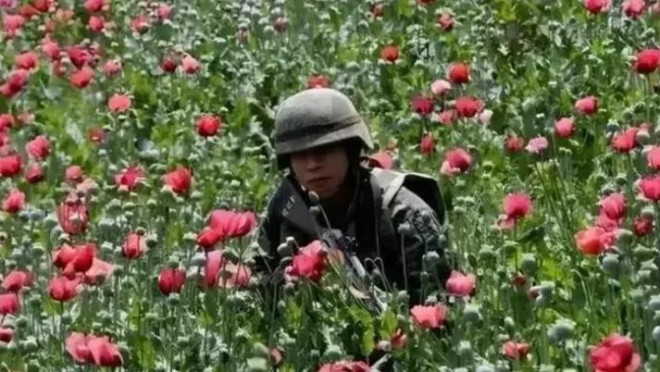 揭秘中国最神秘农作物：武警24小时持枪保护
