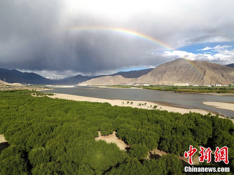 中国种《780亿棵树》的代价是什么？ 专家发警告