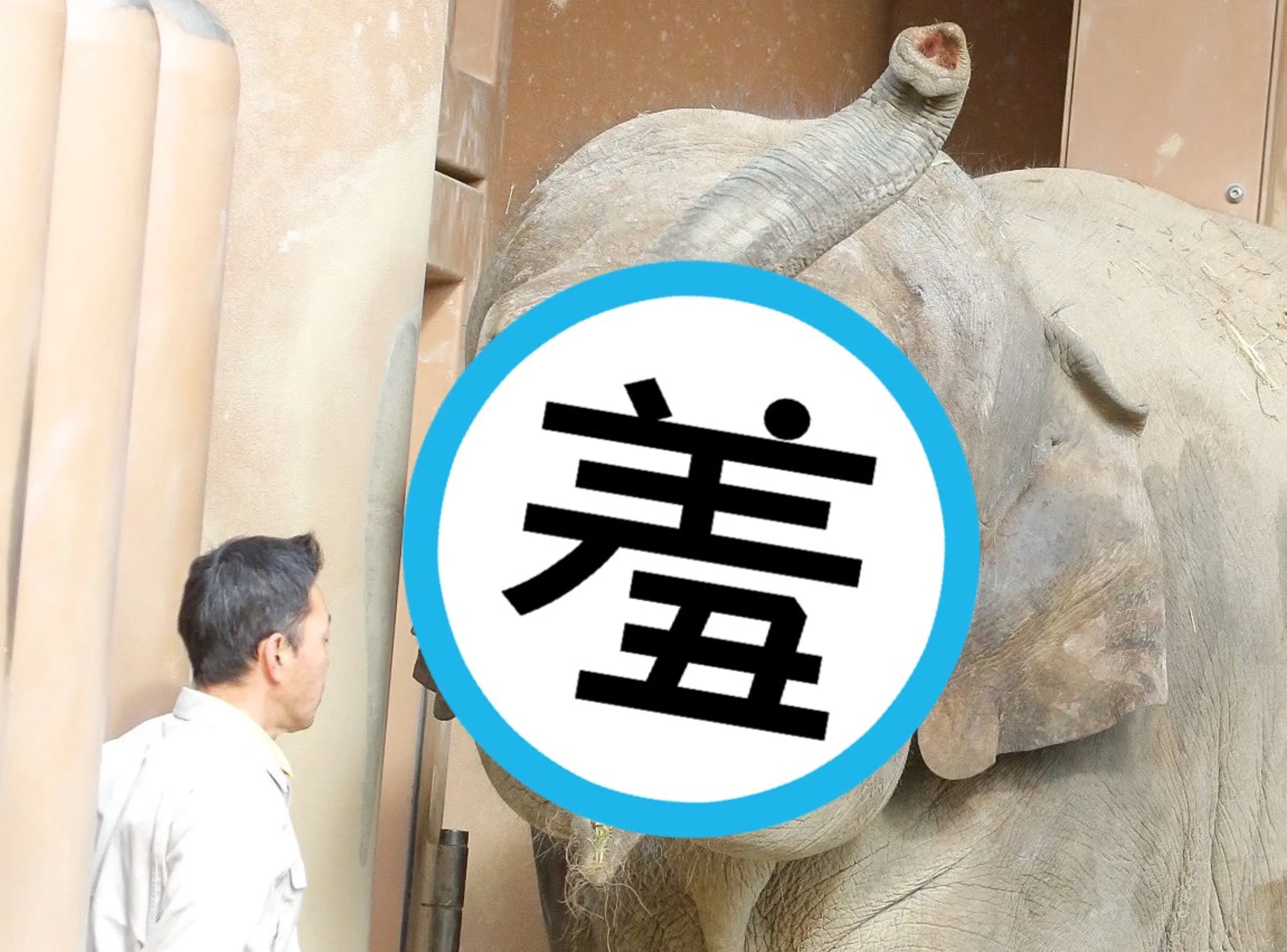 大象一见饲育员秒露幸福笑脸 网民融化
