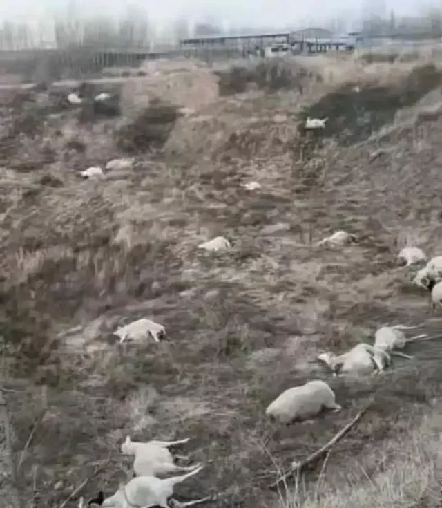 一起触目惊心投毒案 为什么坑你最狠的往往是熟人