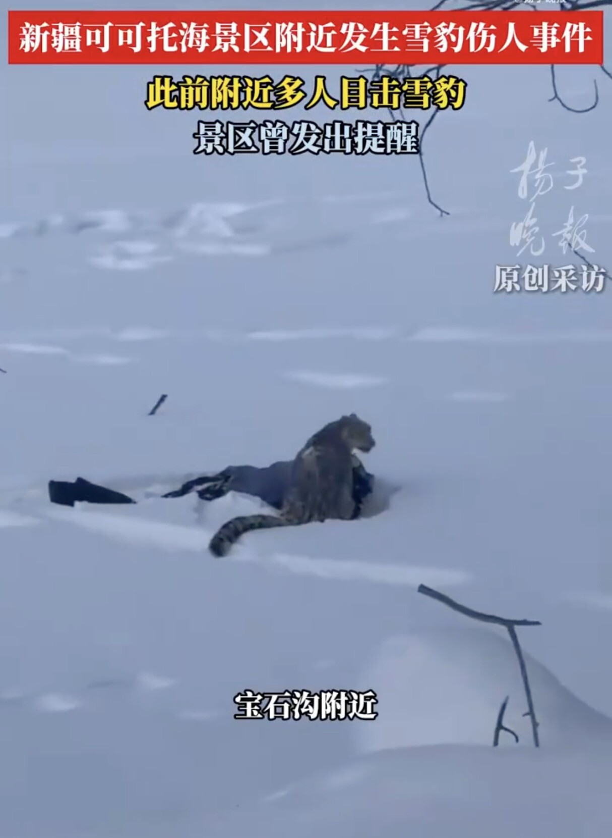 滑雪游客回宾馆途中被雪豹咬伤 官方通报