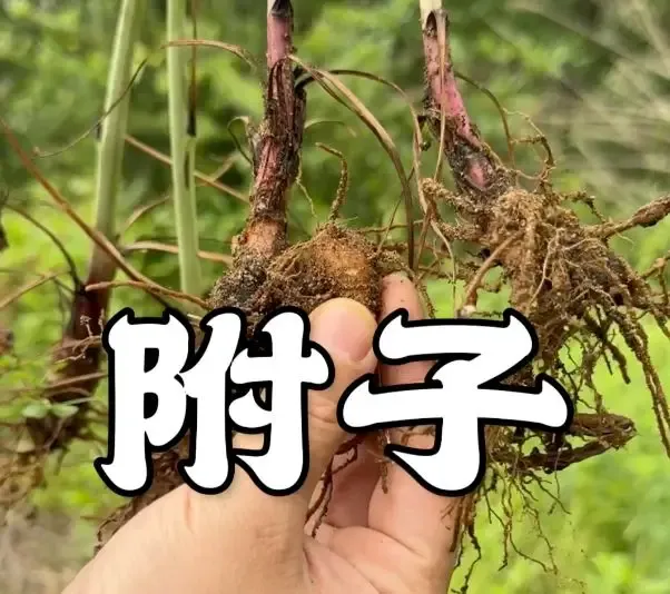 他买中药, 把自己喝死了