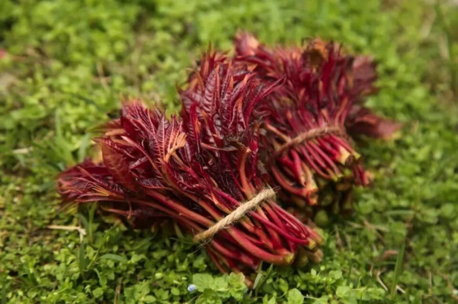 天一定要吃的8种“芽” 错过等一年