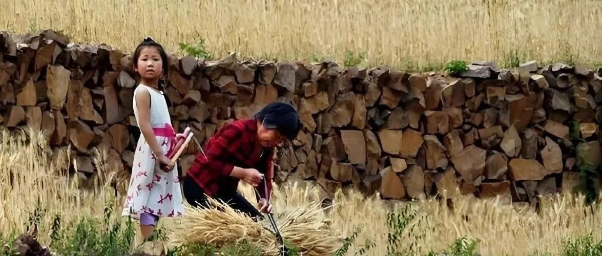 中国农民倒了什么血霉，被这样的人研究