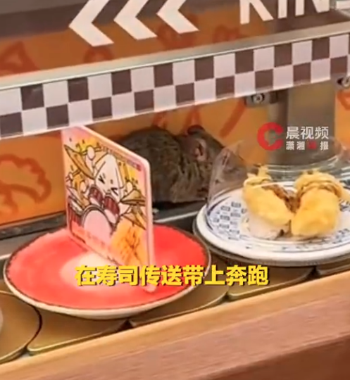 恐怖：杭州回转寿司店惊见大老鼠在传送带奔跑…