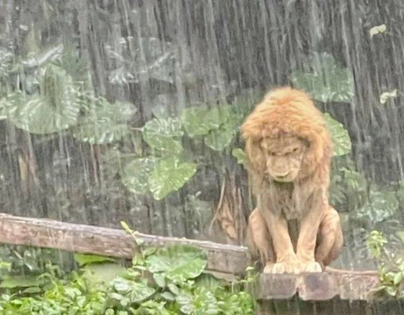 长隆动物园美洲狮暴雨中"独自忧伤" 抗塌发型暴红