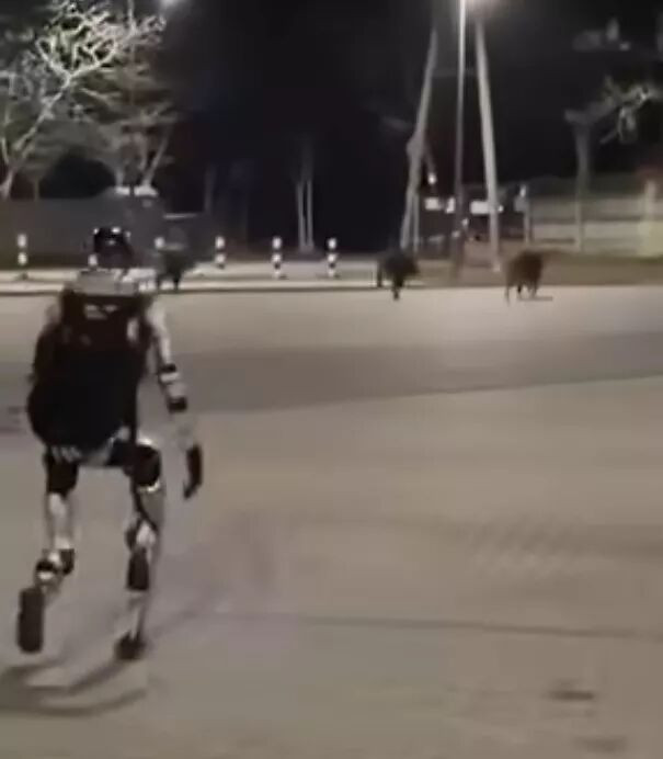 波兰街头奇景：机器人追一群猪跑！画面疯传