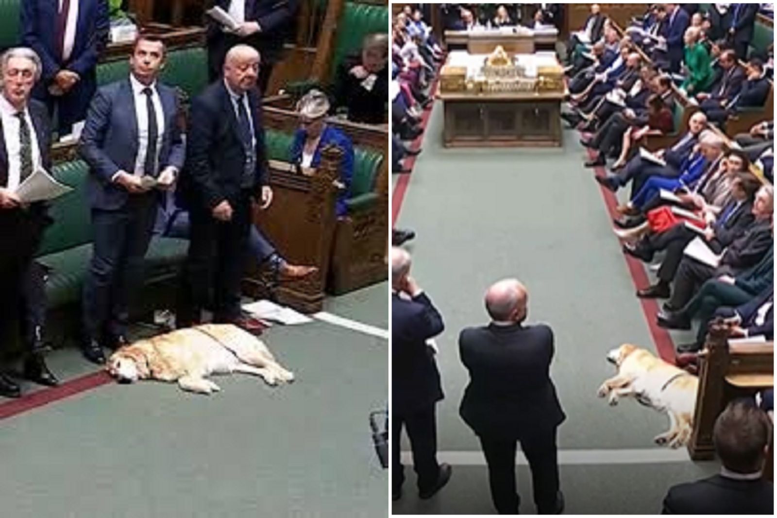 英国会惊见黄金猎犬豪迈睡觉 背景惊人
