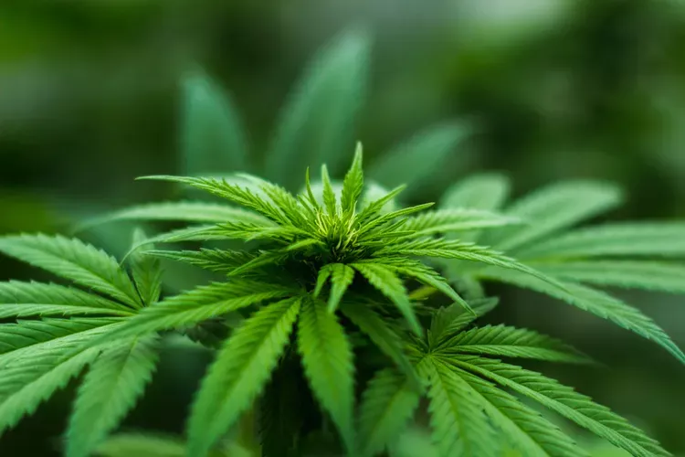 美国大麻政策大转弯！联邦“降级”震动百亿产业