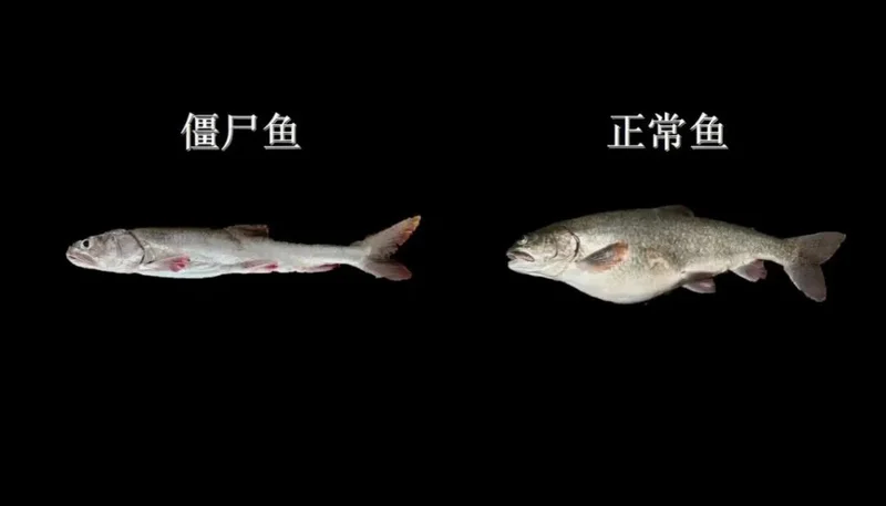 世界最大淡水湖刚恢复 湖底就出现了一群"僵尸鱼"