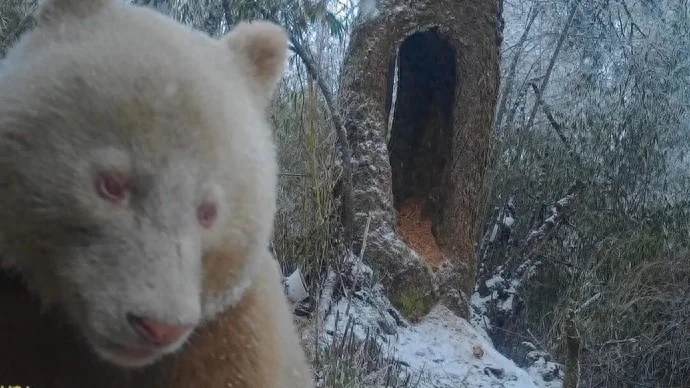 画面极其珍贵:全球唯一野生白色大熊猫长大了
